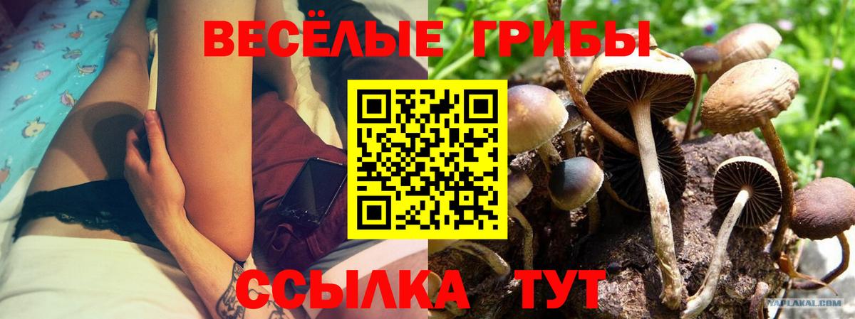 Псилоцибиновые грибы Psilocybe  Вход с VPN  Псилоцибиновые грибы Psilocybine cubensis  дарнет шоп  Лыткарино 